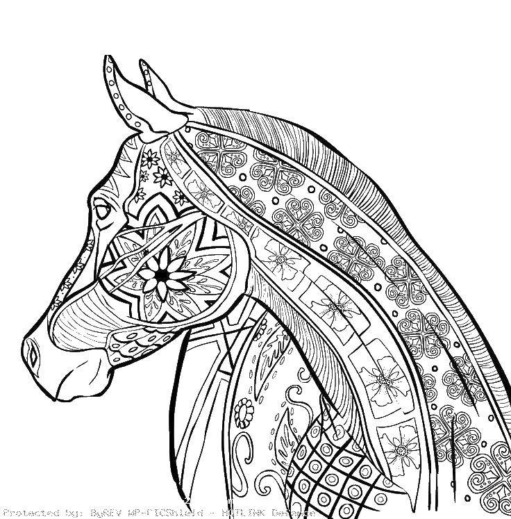 Опис: розмальовки  Кінь у візерунках. Категорія: Антистрес. Теги:  антистрес, візерунки, кінь, коні.