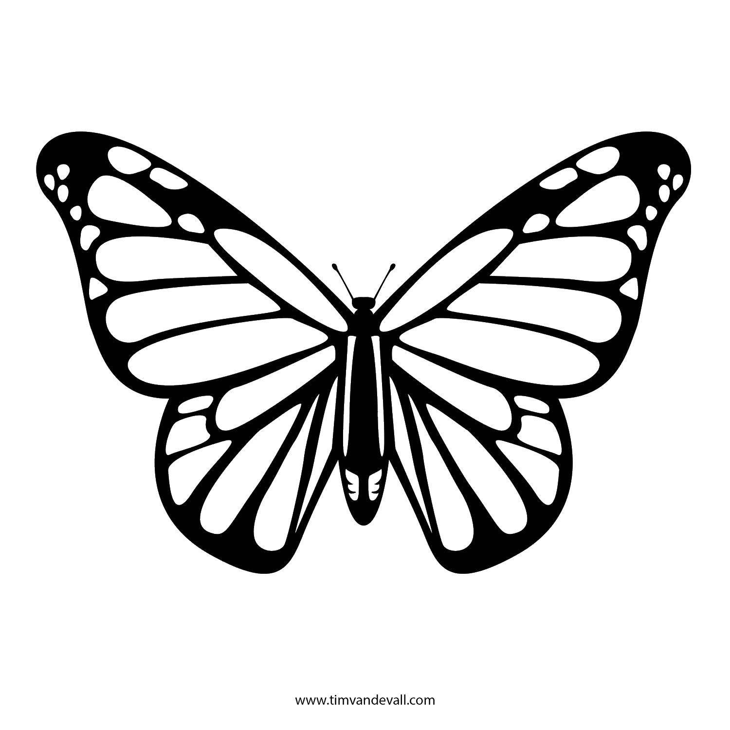 Название: Раскраска Бабочка и крылышки. Категория: бабочки. Теги: насекомые, бабочка.