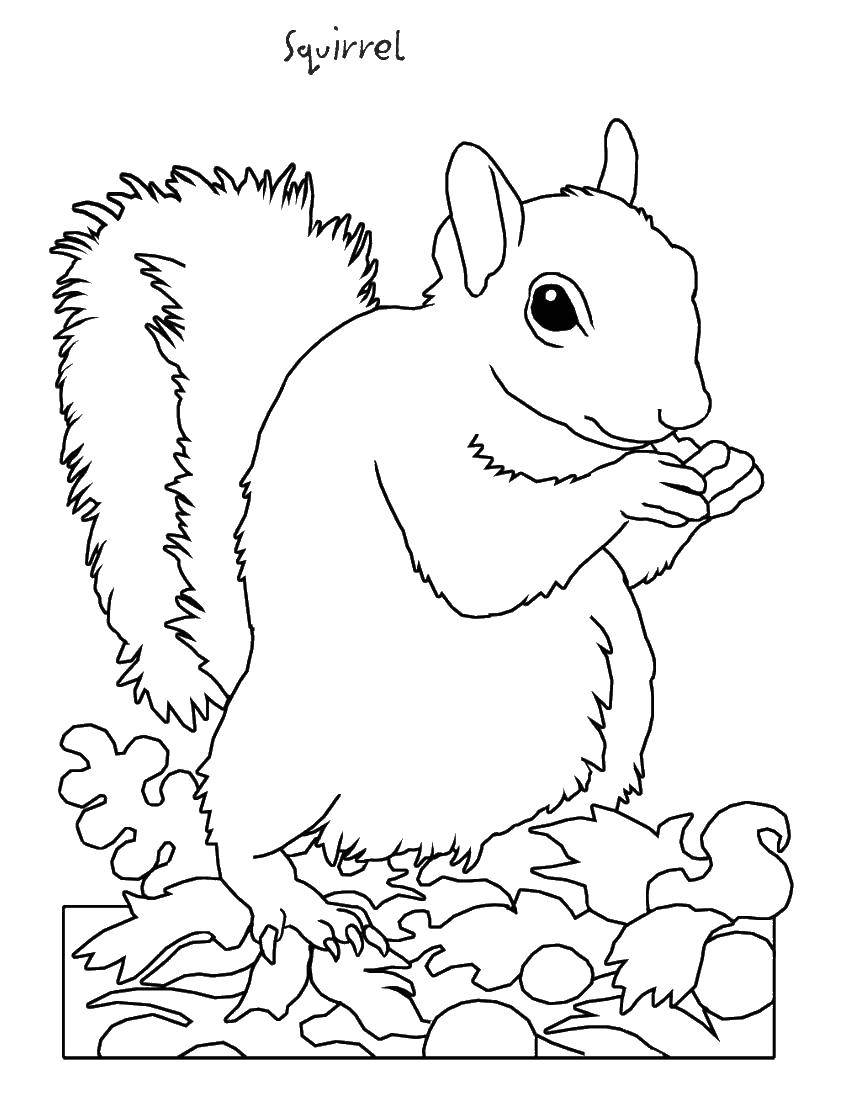 Coloring Protein. Category English. Tags:  English animals, squirrel.
