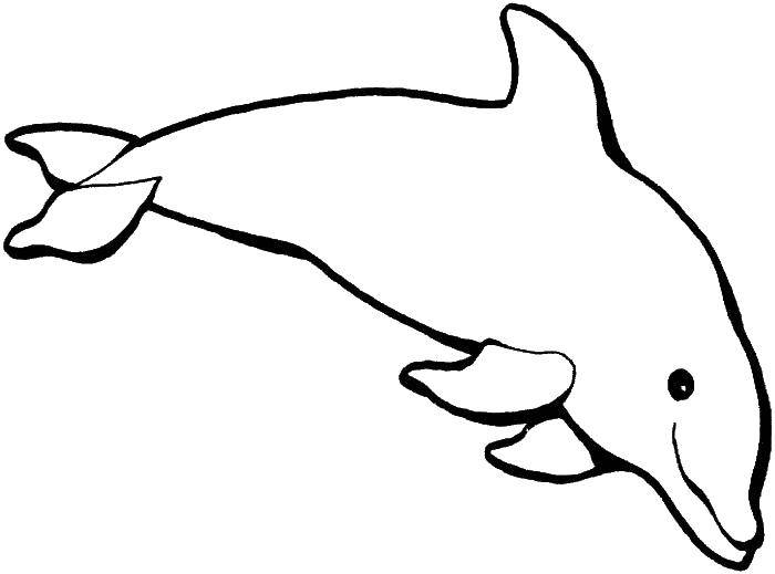 Название: Раскраска Дельфин. Категория: домашние животные. Теги: животные, дельфины, морские обитатели.