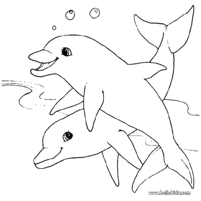 Coloring Dolphins. Category dolphins. Tags:  animals, dolphins, animals.