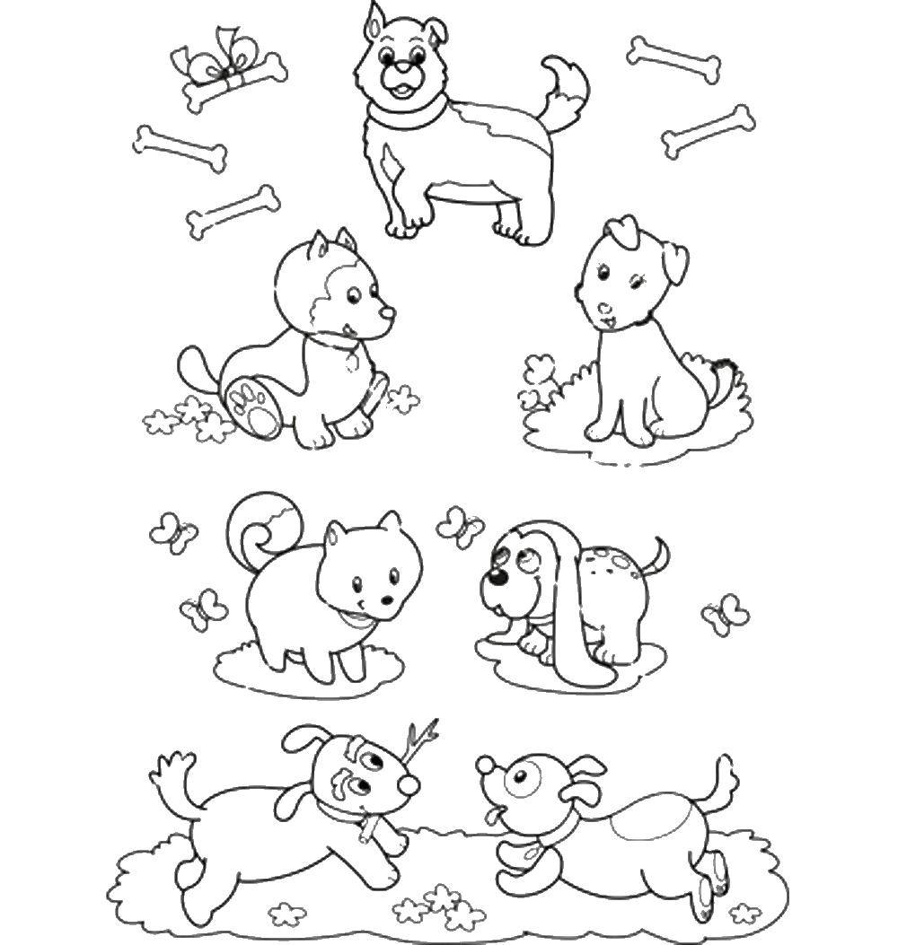 Coloring Pets. Category Pets allowed. Tags:  dog, cat, mouse, bone to play with animals.