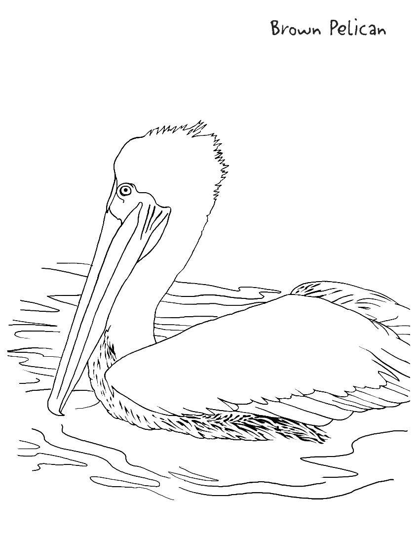 Название: Раскраска Коричневый пеликан. Категория: птицы. Теги: Птицы.