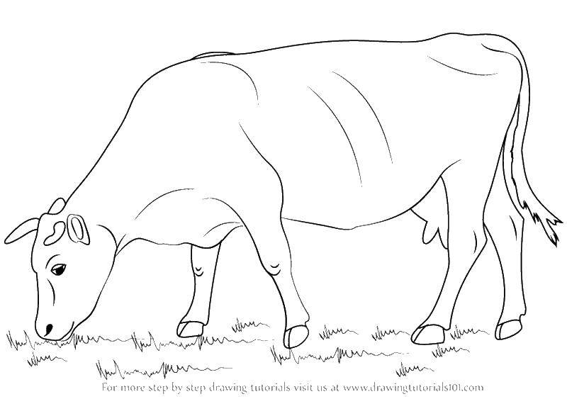 Coloring Cow grazing. Category Pets allowed. Tags:  Animals, cow.
