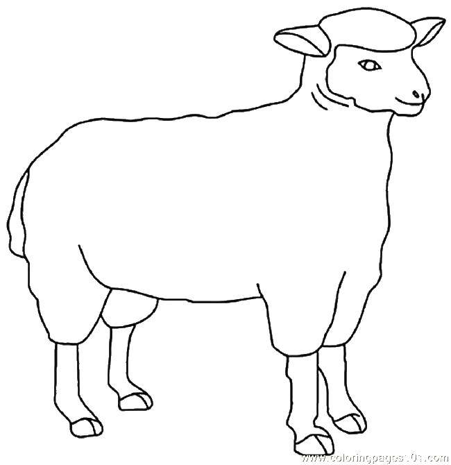 Название: Раскраска Красивая овечка. Категория: домашние животные. Теги: Животные, овечка.
