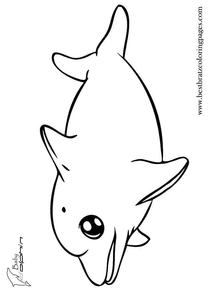 Coloring Cute Dolphin. Category dolphins. Tags:  dolphins, fish, marine animals.