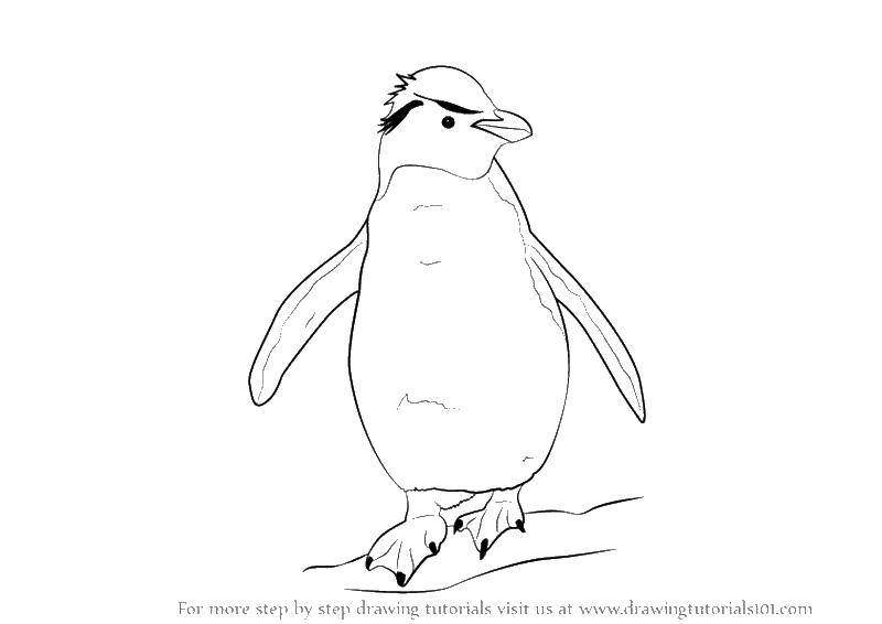 Название: Раскраска Пингвинчик. Категория: пингвин. Теги: север, животные, пингвины.