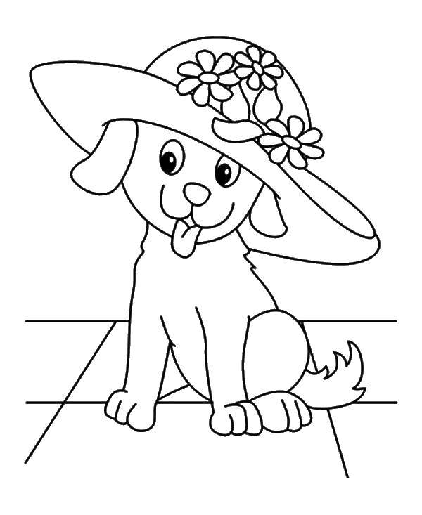 Название: Раскраска Собака в шляпе. Категория: домашние животные. Теги: собака, собака в шляпе, шляпа с цветами.