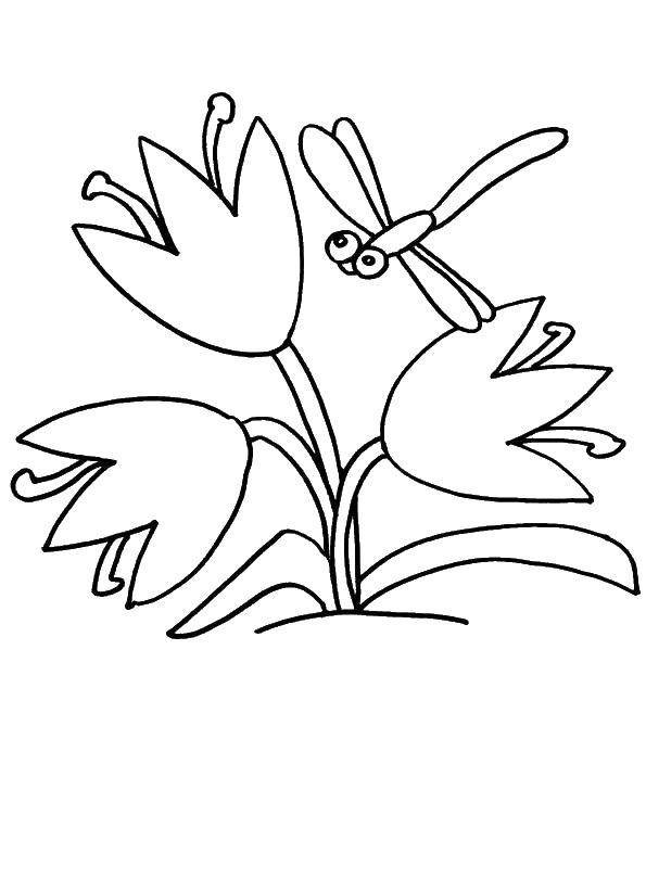 Название: Раскраска Стрекоза летит на тюльпаны. Категория: стрекоза. Теги: Насекомые, стрекоза.