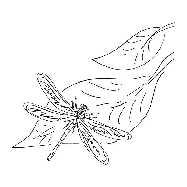 Название: Раскраска Стрекоза на листике. Категория: стрекоза. Теги: стрекозы, листья, насекомые.