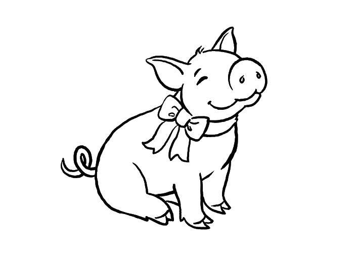 Название: Раскраска Свинка с бантиком. Категория: домашние животные. Теги: Животные, свинка.