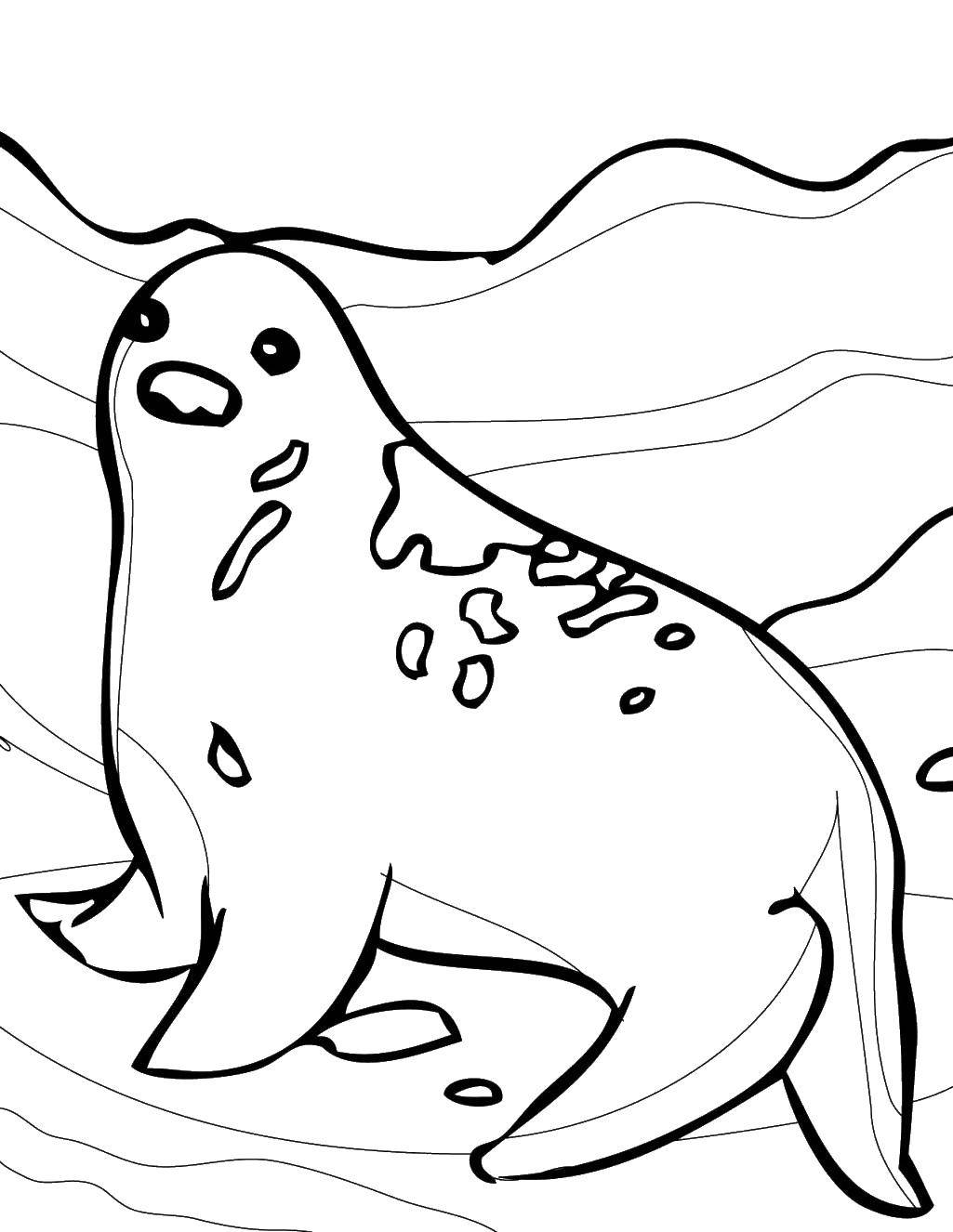 Coloring Seal. Category wild animals. Tags:  the seal on the ice.