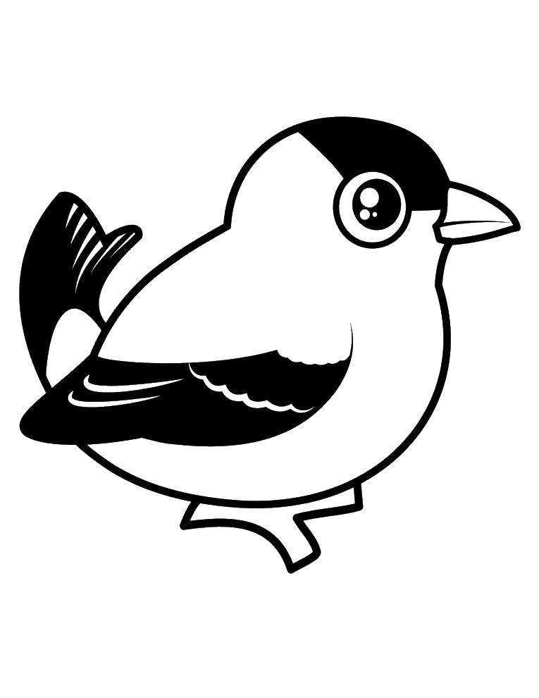 Coloring Big-eyed bird. Category birds. Tags:  Birds.