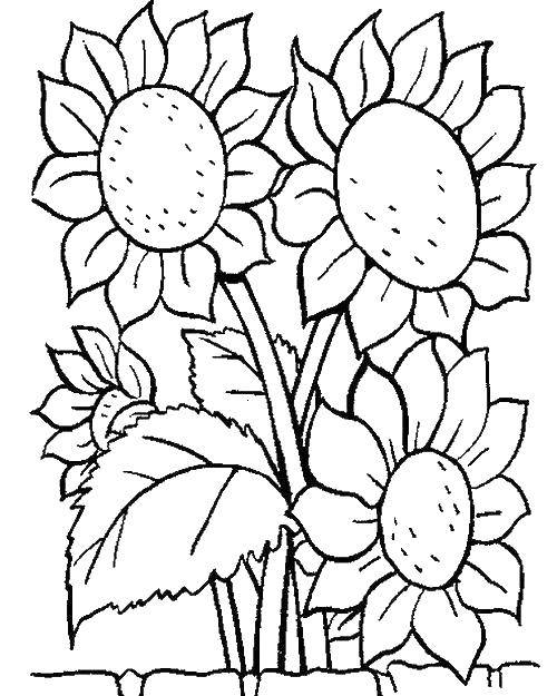 Coloring Two sunflowers and flower. Category flowers. Tags:  Flowers, sunflower.