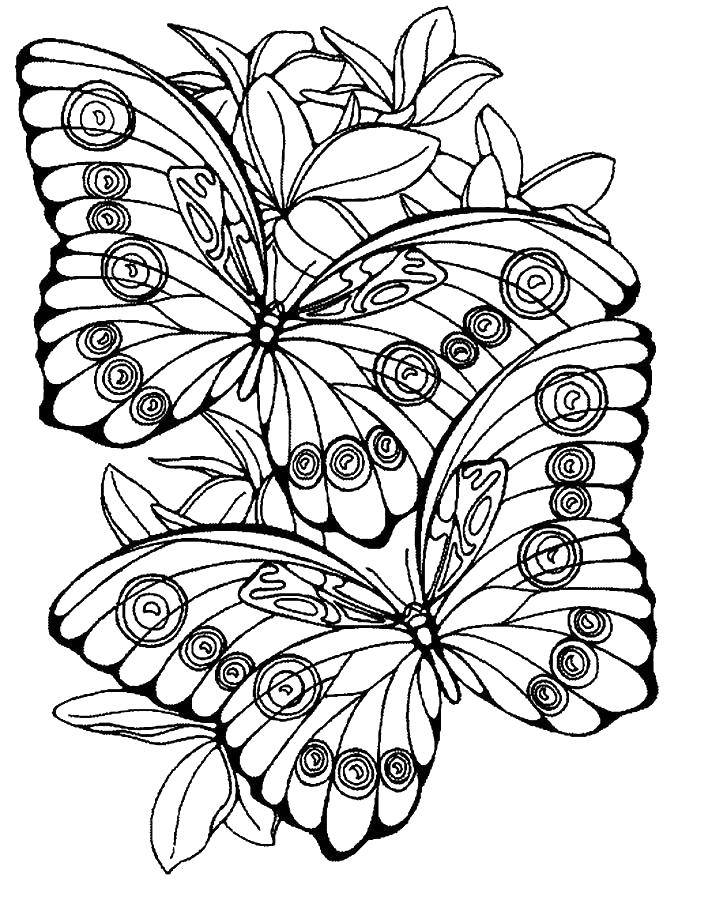 Название: Раскраска Красивые бабочки в цветах. Категория: бабочки. Теги: Бабочка, цветы.