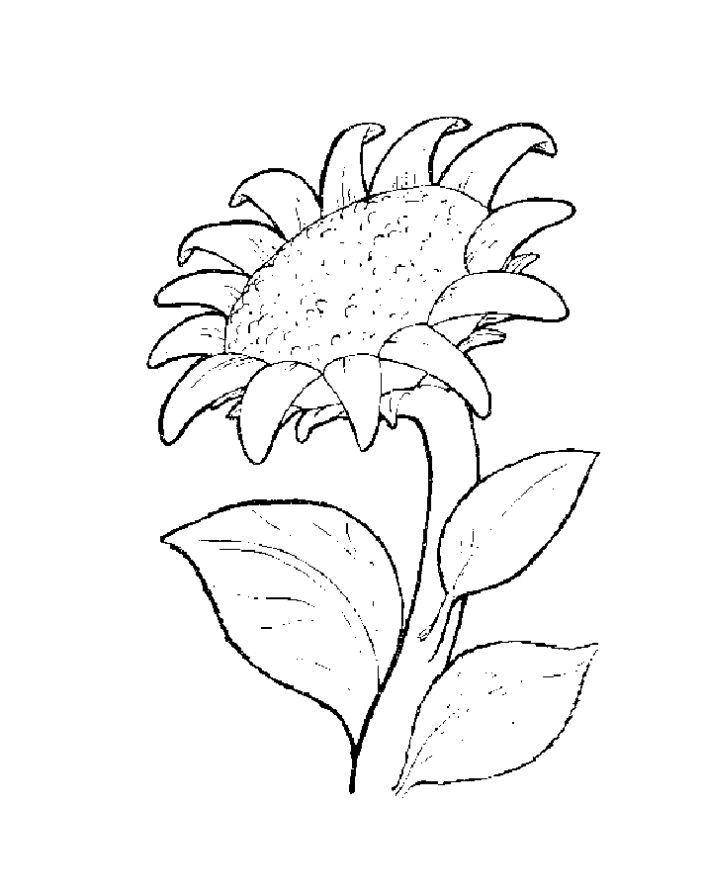 Coloring Large sunflower. Category flowers. Tags:  flowers, sunflowers.