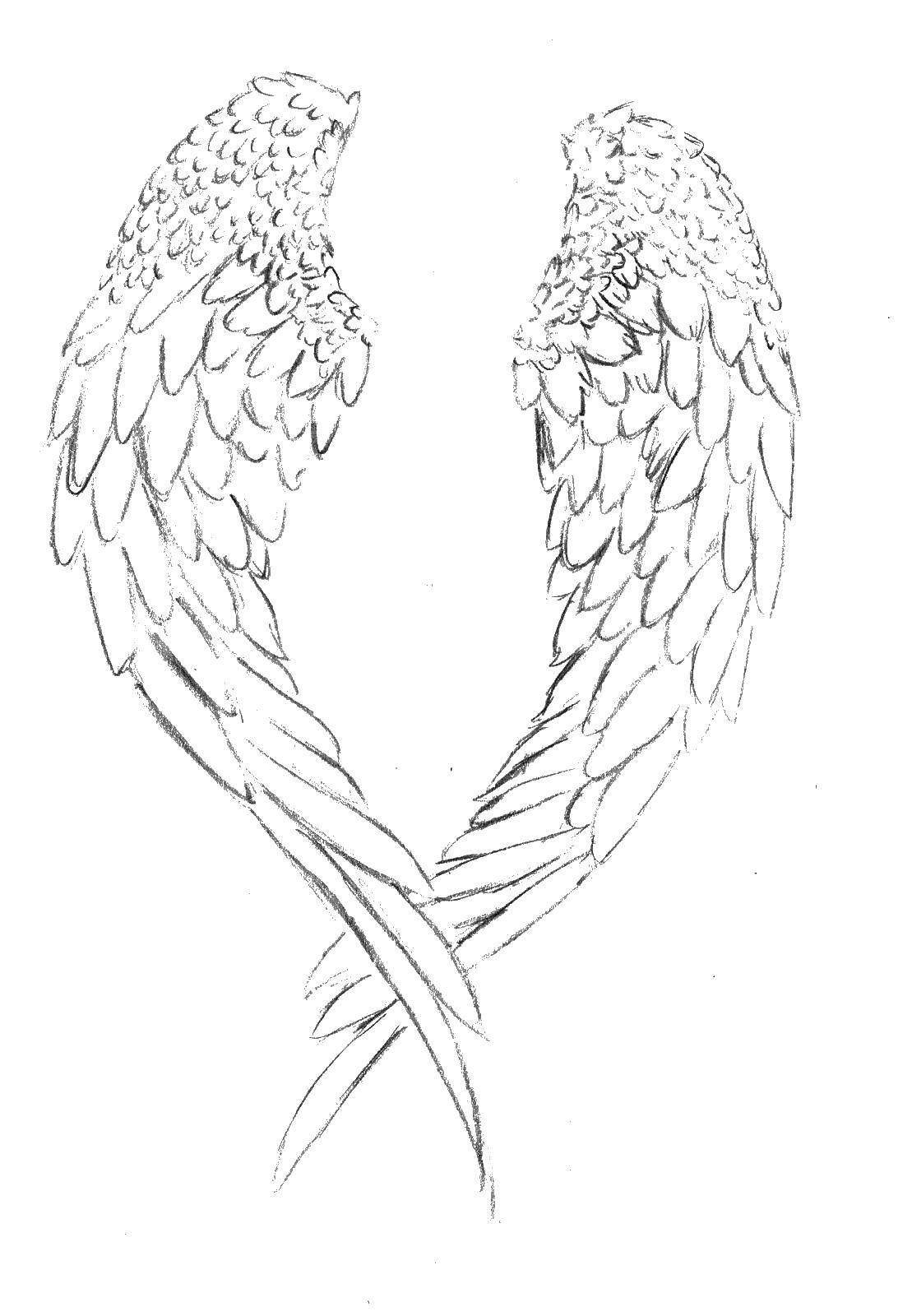 Coloring Angel wings. Category coloring. Tags:  angel wings.