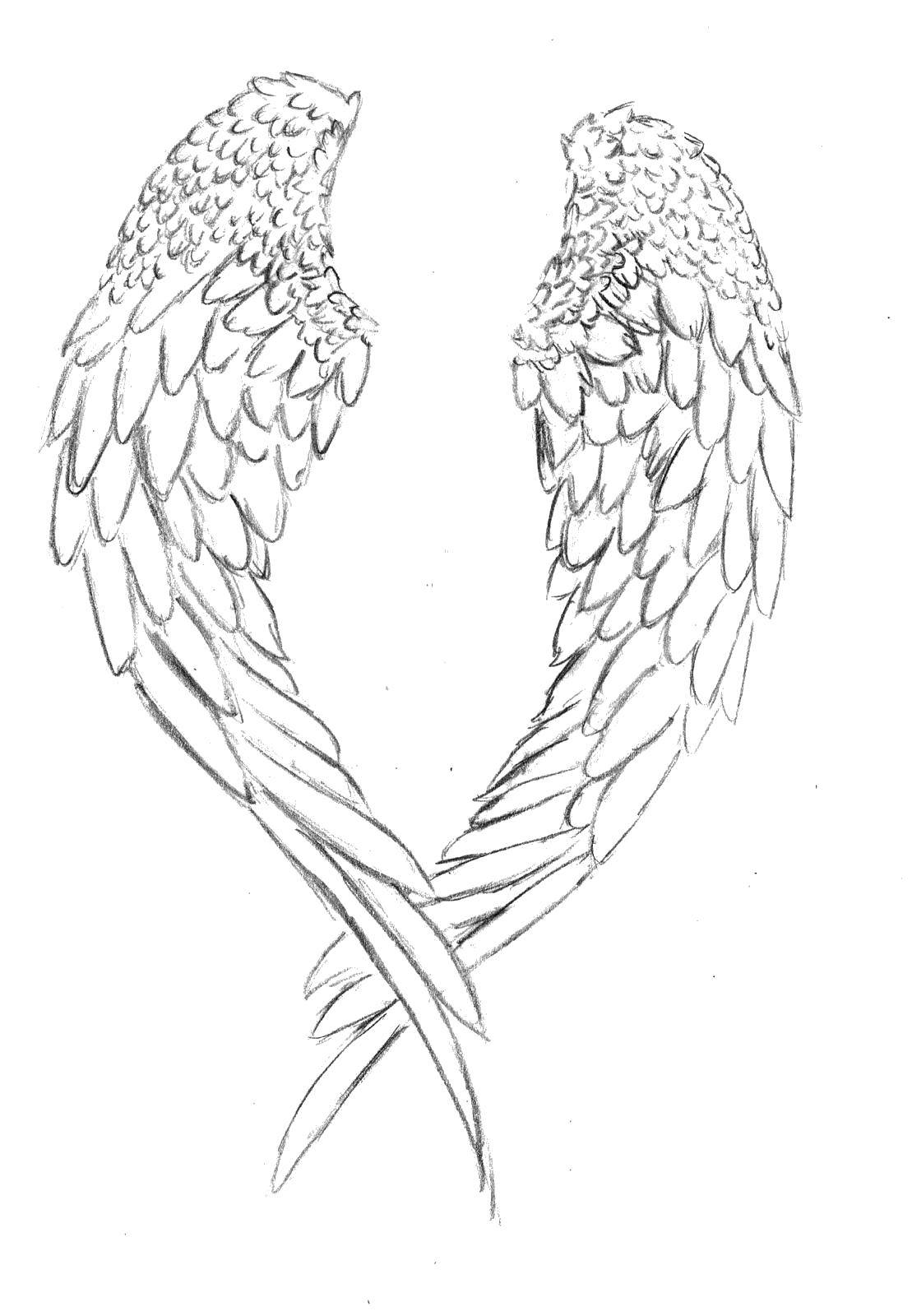 Coloring Wings. Category coloring. Tags:  wings, feathers, wing.