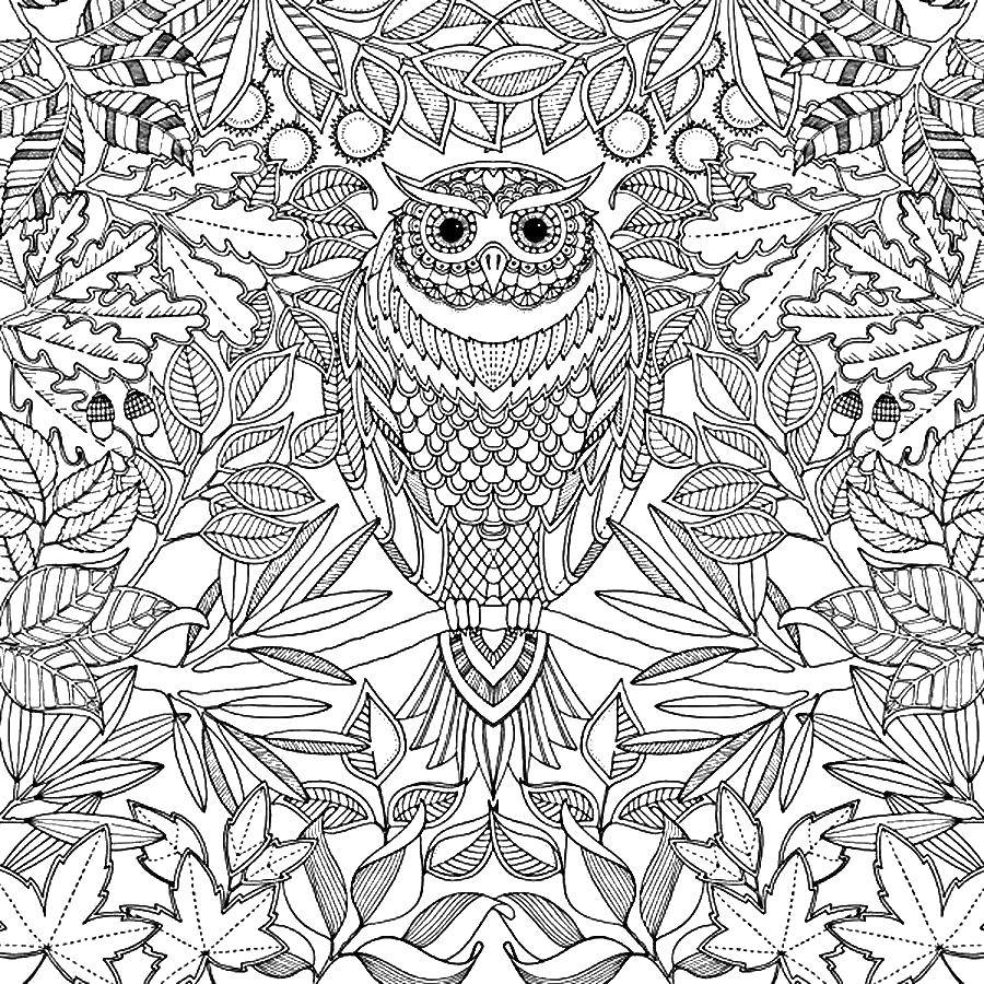 Coloring Wise owl patterns. Category coloring antistress. Tags:  Patterns, birds, owl, forest.