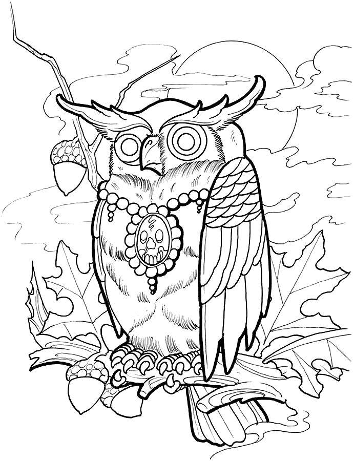 Coloring Wise owl sitting on an oak. Category birds. Tags:  Birds, owl, forest, oak, acorns.
