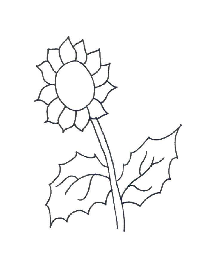 Coloring Single sunflower. Category flowers. Tags:  flower, sunflower, flower.