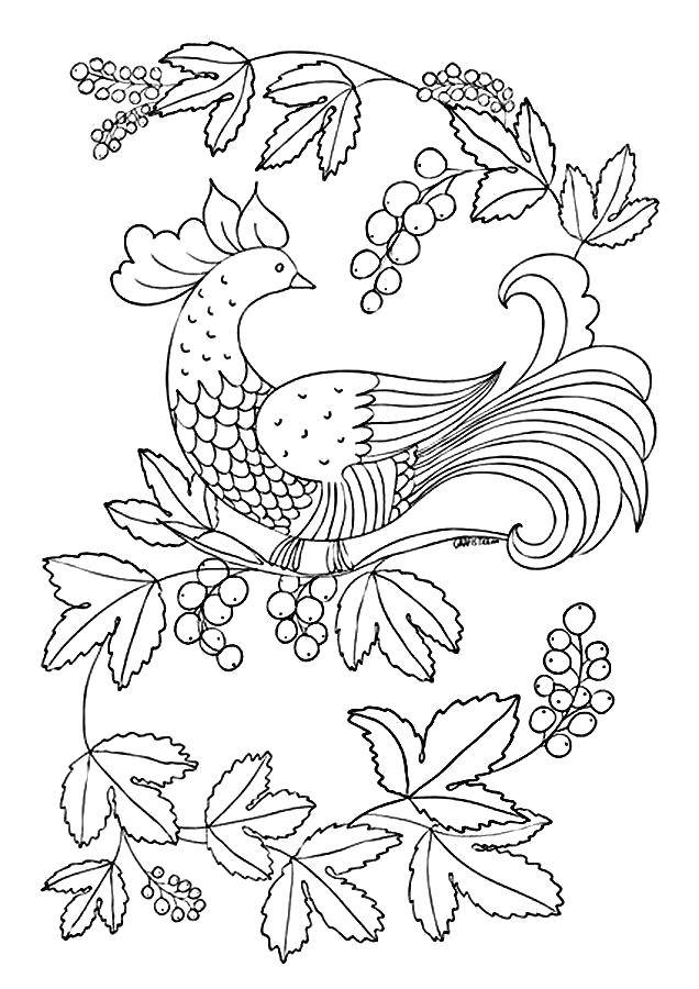 Название: Раскраска Павлин смотрит на ягоды. Категория: птицы. Теги: Птицы, павлин.