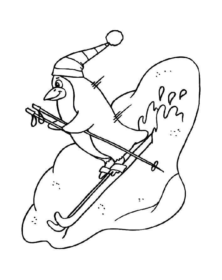 Название: Раскраска Пингвинчик катается на лыжах. Категория: лыжи. Теги: Спорт, лыжи.