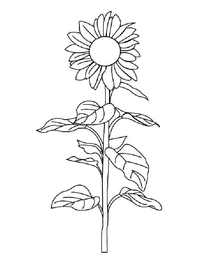 Coloring Sunflower. Category flowers. Tags:  flower, sunflower.