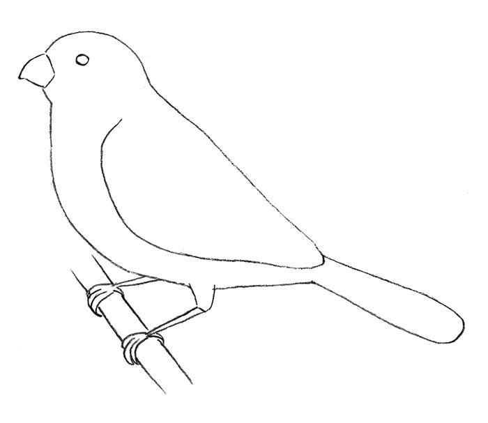 Coloring Paint a bird. Category birds. Tags:  Birds.