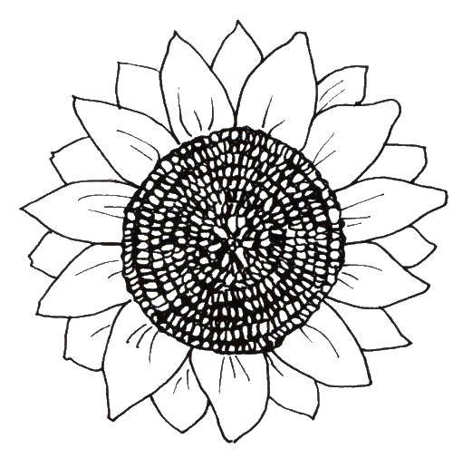 Coloring Seeds in the sunflower. Category flowers. Tags:  flowers, sunflowers, seeds.