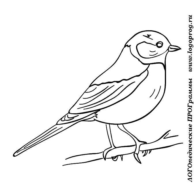 Coloring Titmouse sat on a branch. Category birds. Tags:  Birds.