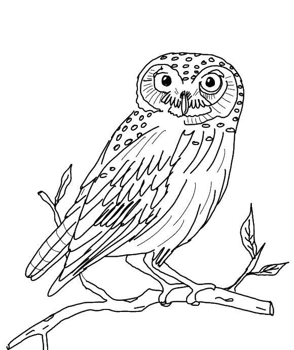 Coloring Owl. Category coloring. Tags:  owls, birds.