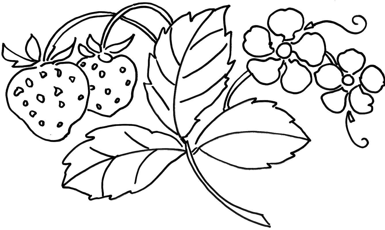 Название: Раскраска Спелая клубника и её цветочки. Категория: ягоды. Теги: Ягоды, клубника.