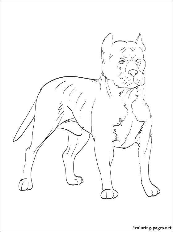 Coloring The dog. Category Animals. Tags:  animals, dog, puppy, dog.