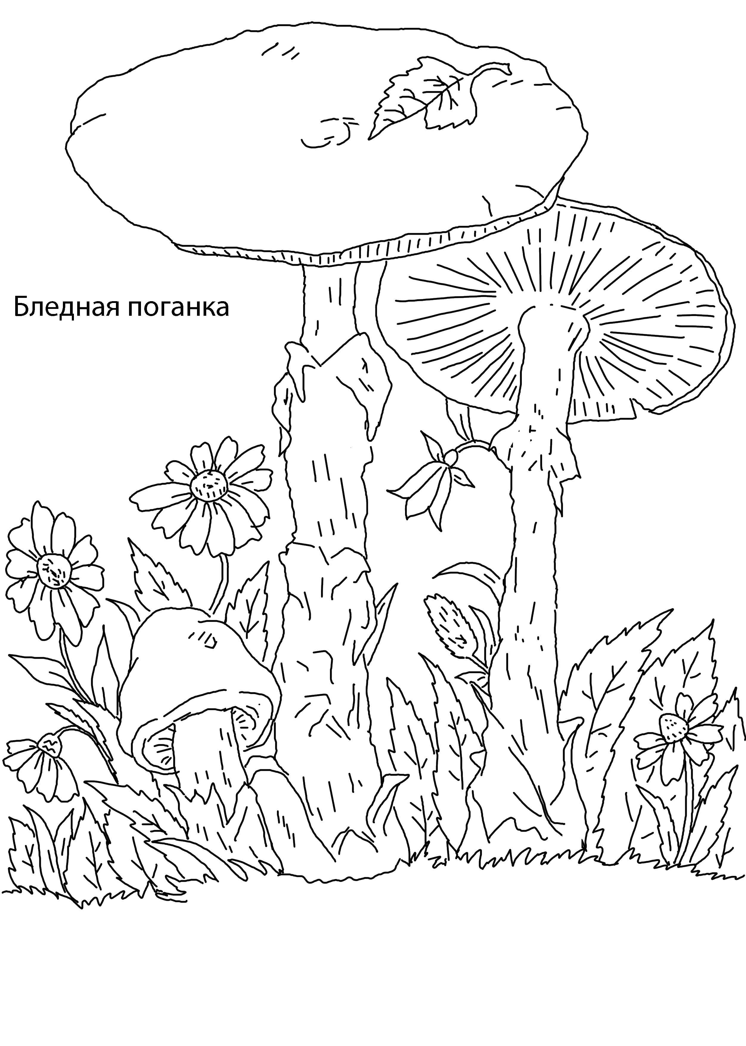 Coloring Pale toadstool. Category mushrooms. Tags:  mushrooms, pale toadstool.