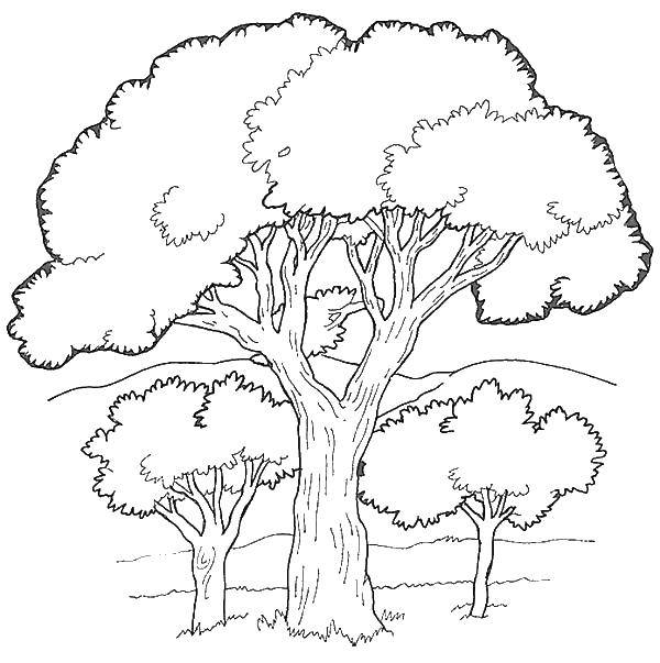 Название: Раскраска Большие деревья. Категория: Семейное дерево. Теги: дерево.