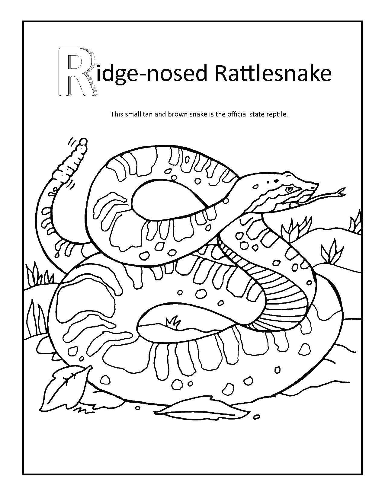 Название: Раскраска Гремучник змея с погремушкой на хвосте. Категория: змеи. Теги: змея, гремунчик.