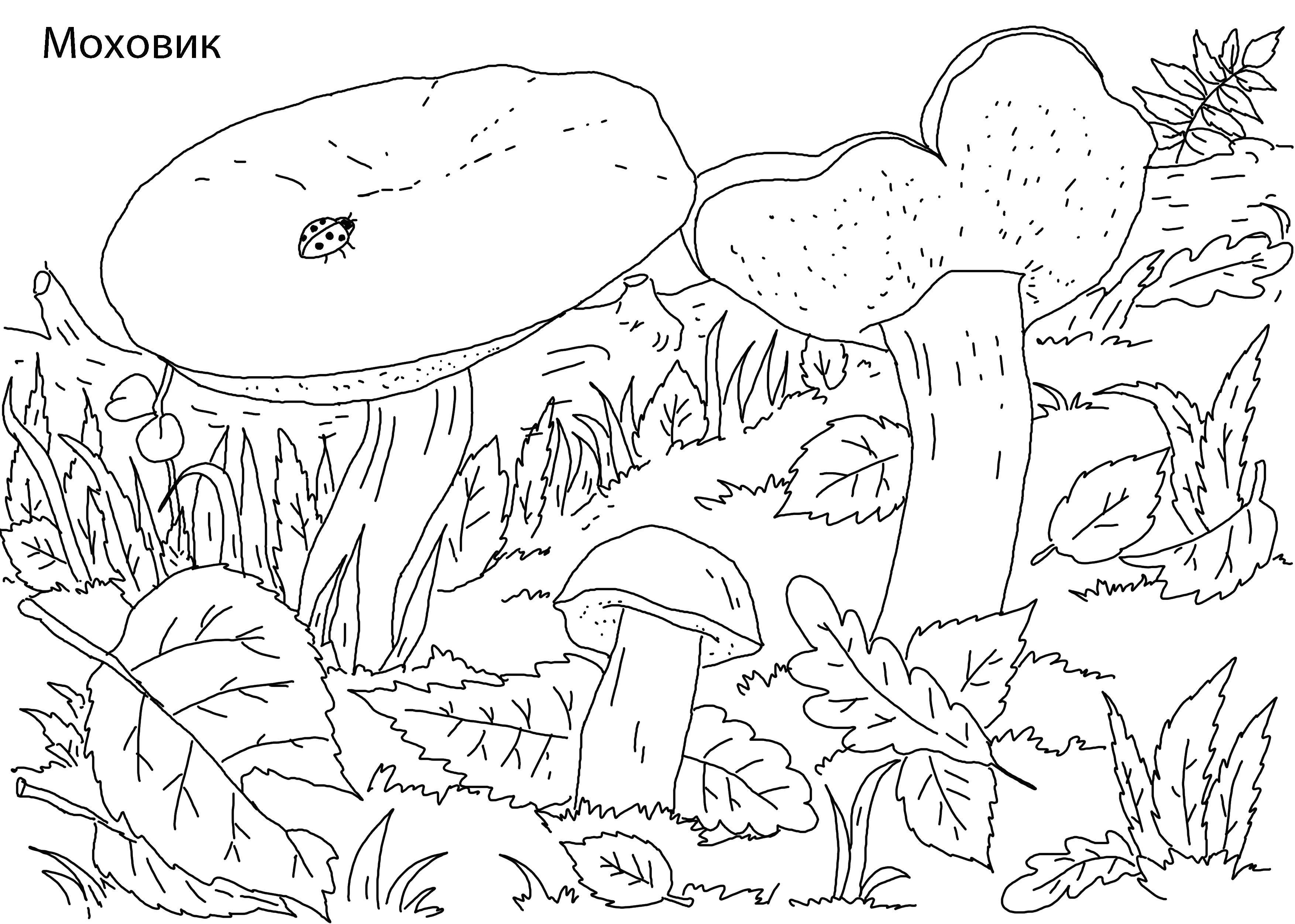 Название: Раскраска Гриб моховик. Категория: грибы. Теги: гриб, моховик.