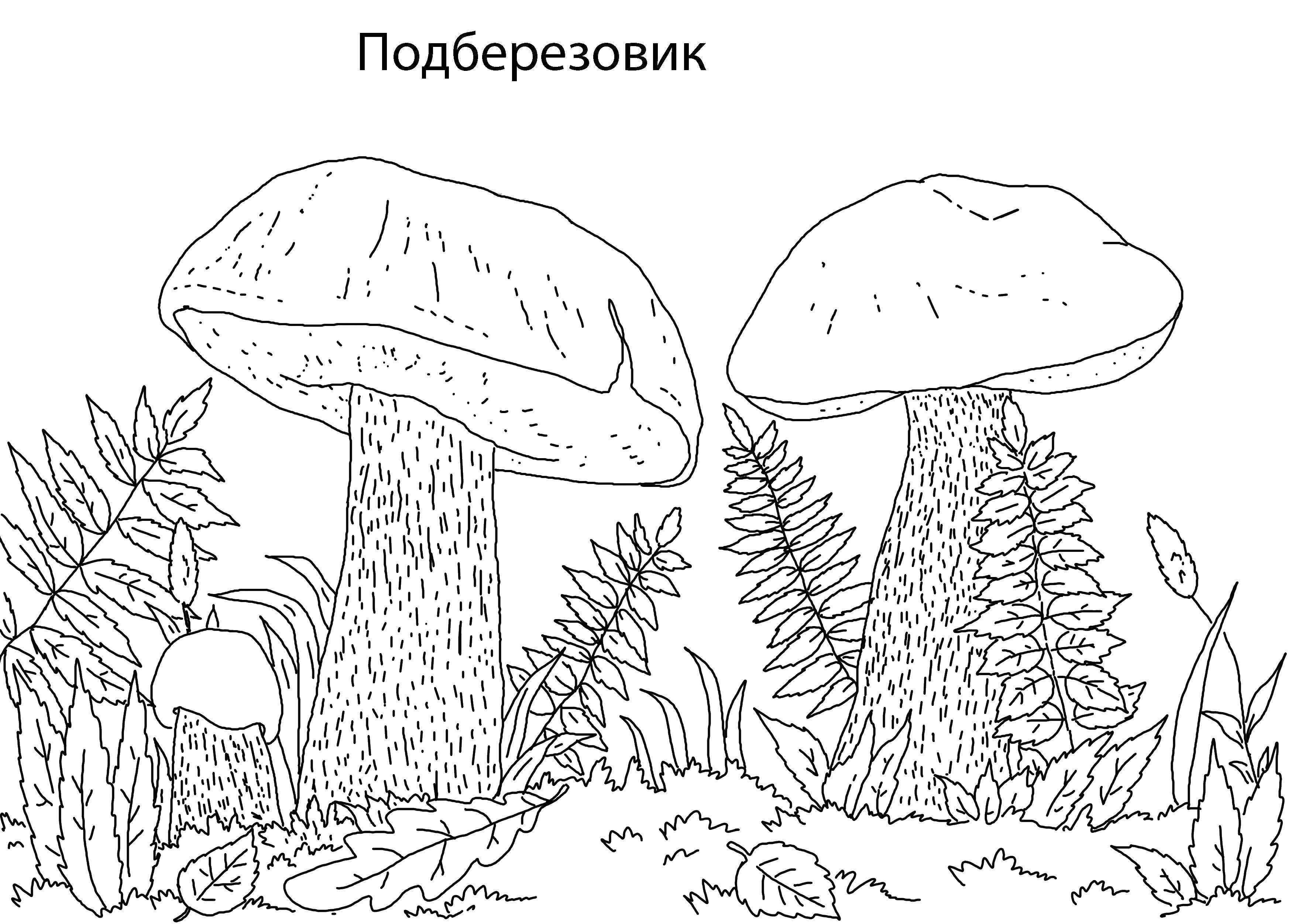Рисунки грибов подберезовик