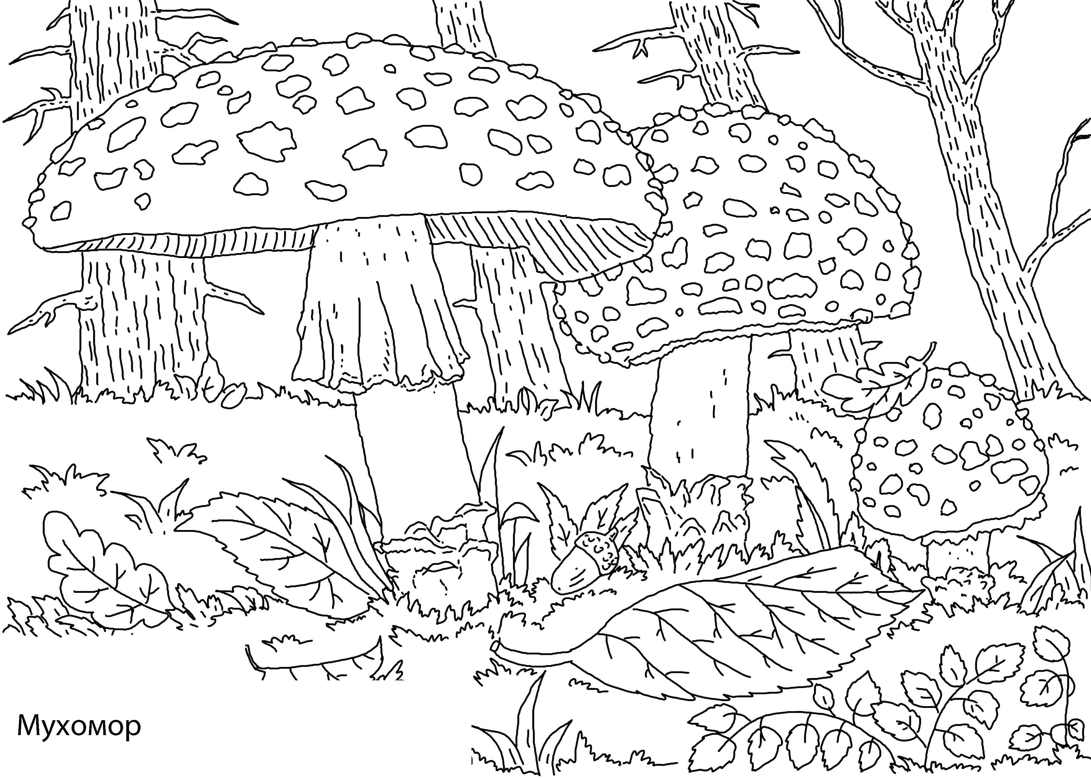 Coloring Mushrooms muhamor. Category mushrooms. Tags:  mushrooms, muhamor.