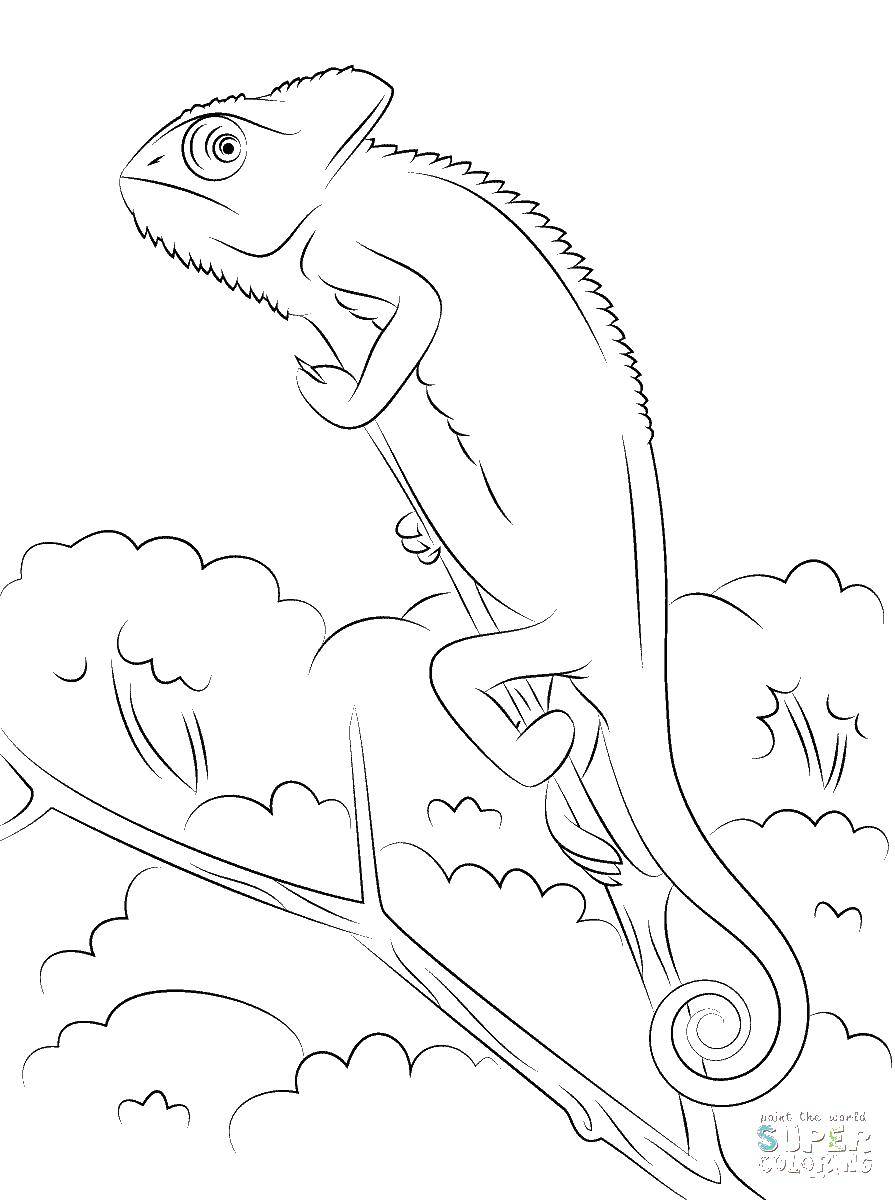 Coloring A frightened chameleon. Category reptiles. Tags:  Reptile, chameleon.