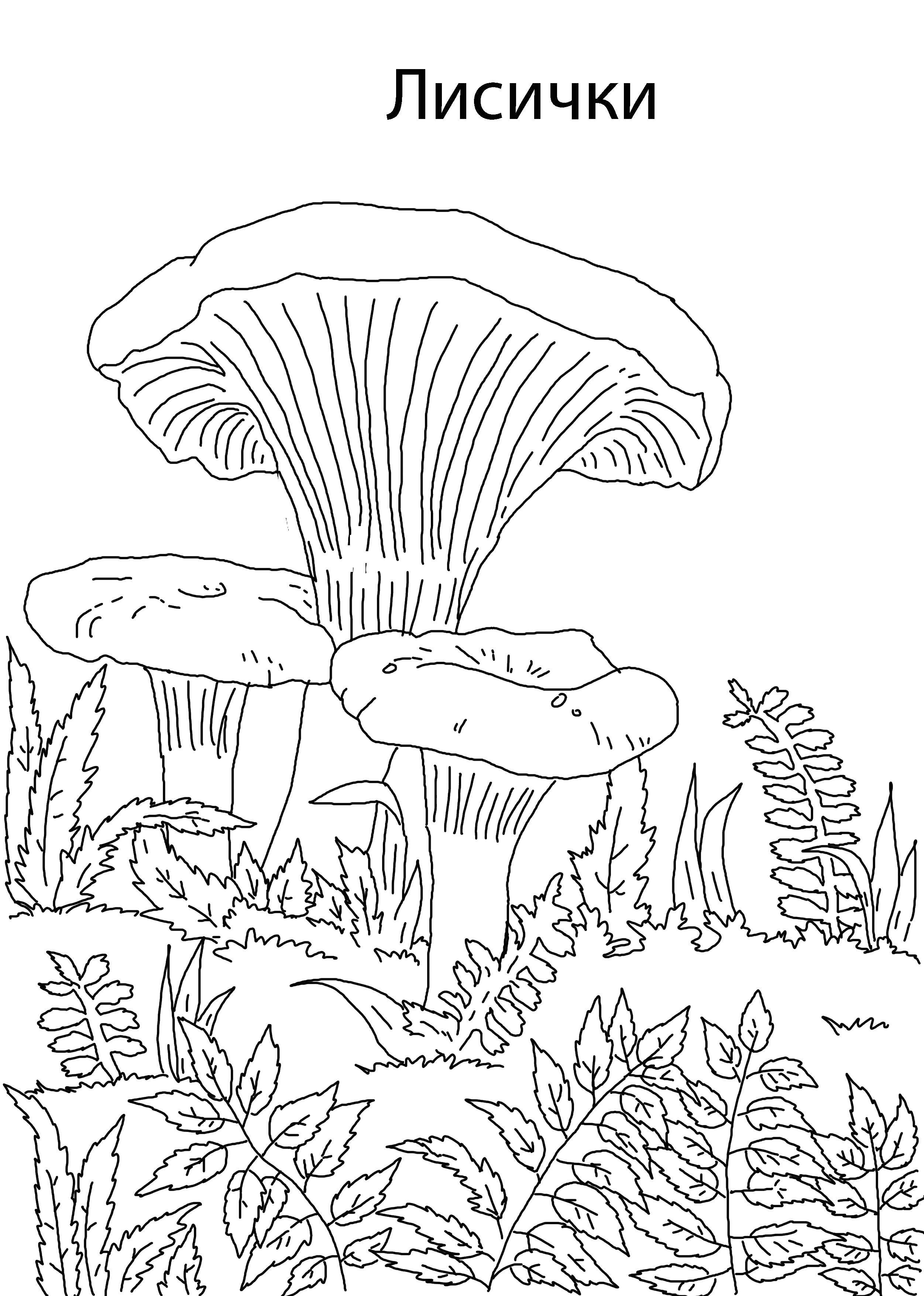 Название: Раскраска Лисичка грибы. Категория: грибы. Теги: грибы, лисичка.
