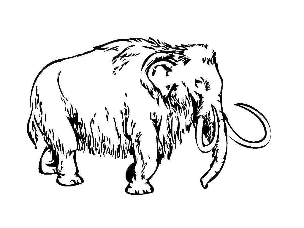 Coloring Mammoth with tusks. Category dinosaur. Tags:  mammoth.