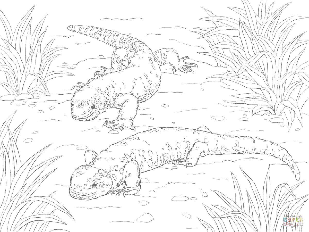 Coloring Crawling lizards. Category reptiles. Tags:  Reptile, lizard.