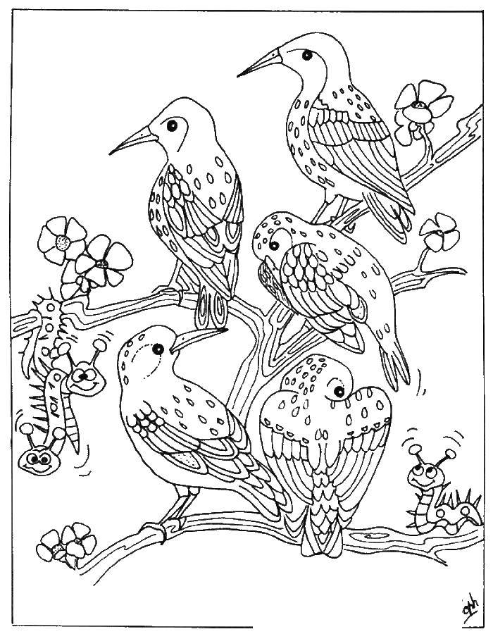 Название: Раскраска Птички сидят на ветке. Категория: птицы. Теги: птицы, ветка.