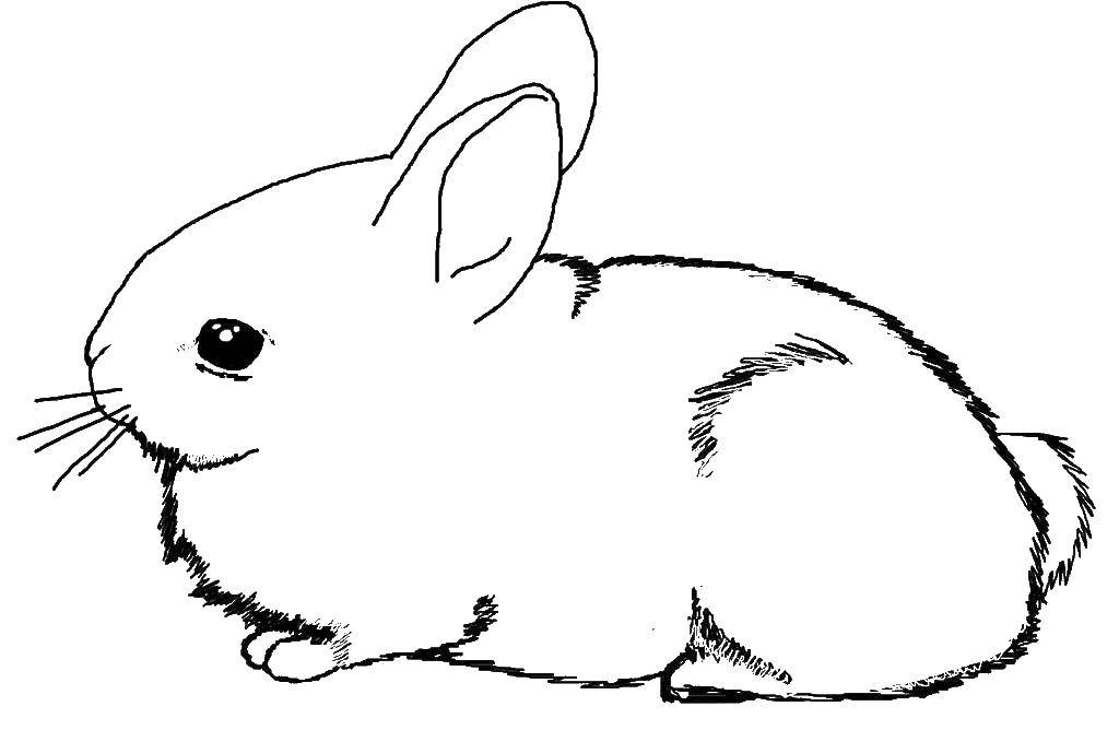 Название: Раскраска Пушистый белый кролик. Категория: кролик. Теги: кролик, заяц.