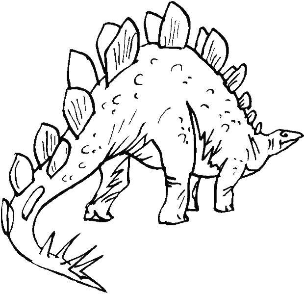 Название: Раскраска Стегозавр относился к растительноядных динозавров. Категория: динозавр. Теги: Стегозавр, динозавр.