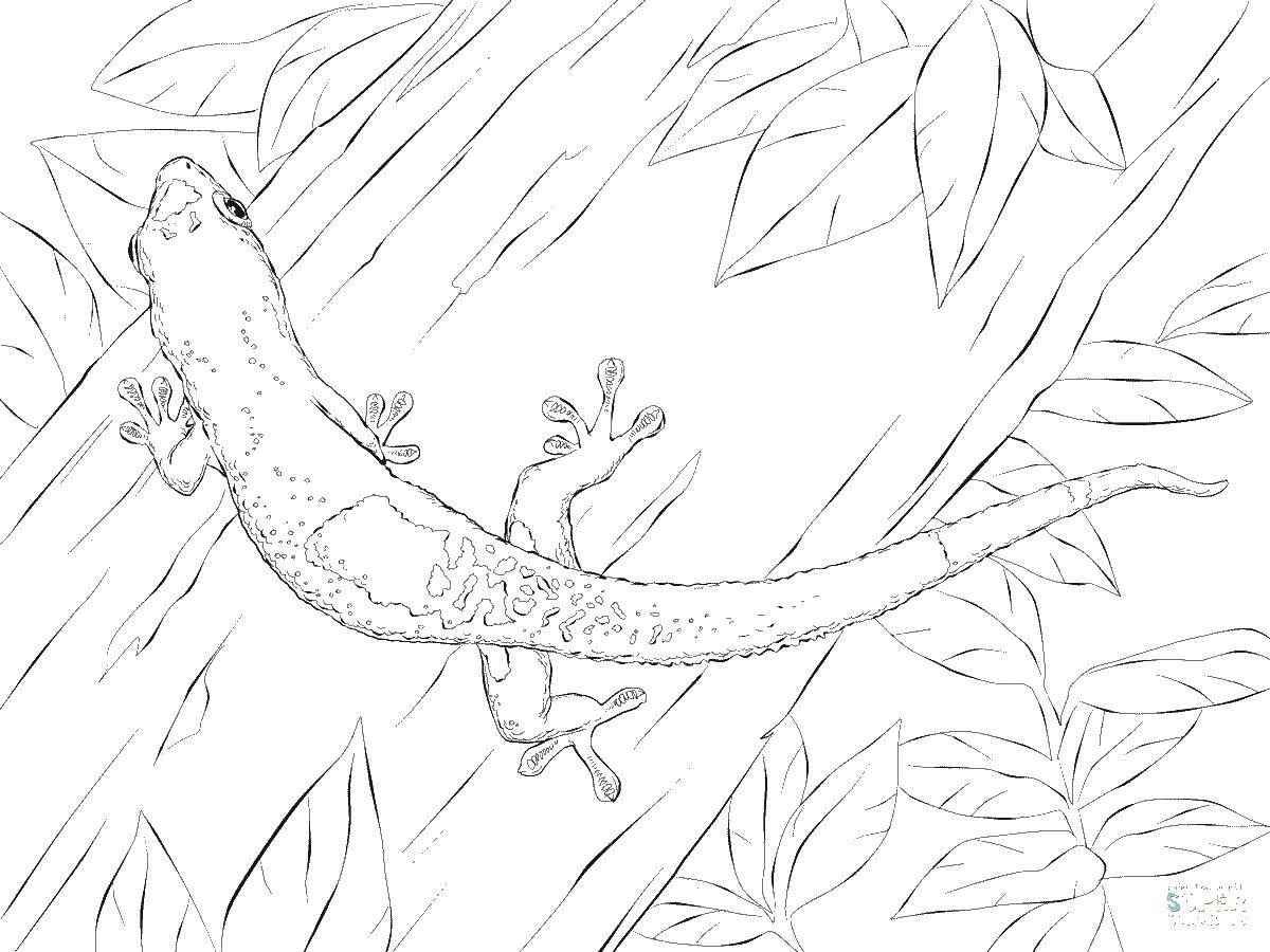 Coloring Lizard on the tree. Category Animals. Tags:  the lizard.