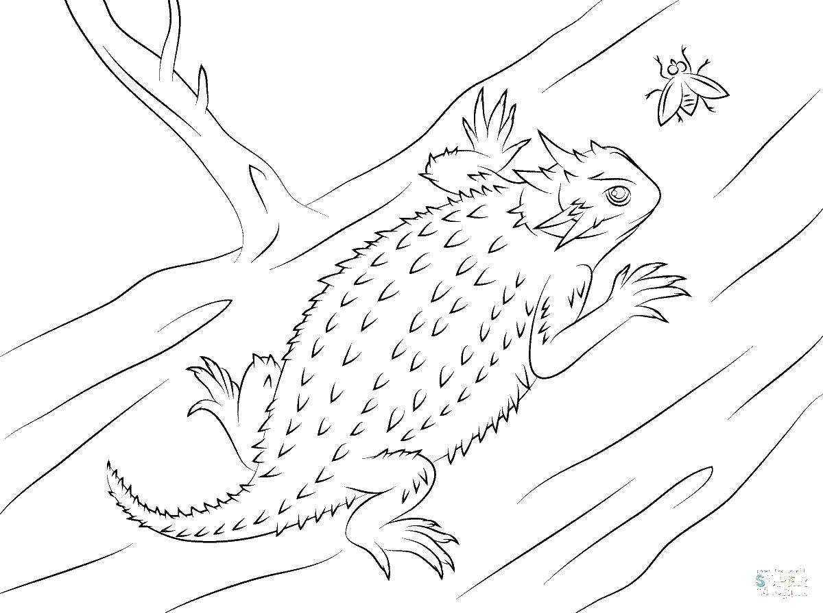 Coloring Lizard with spikes. Category dinosaur. Tags:  the lizard.