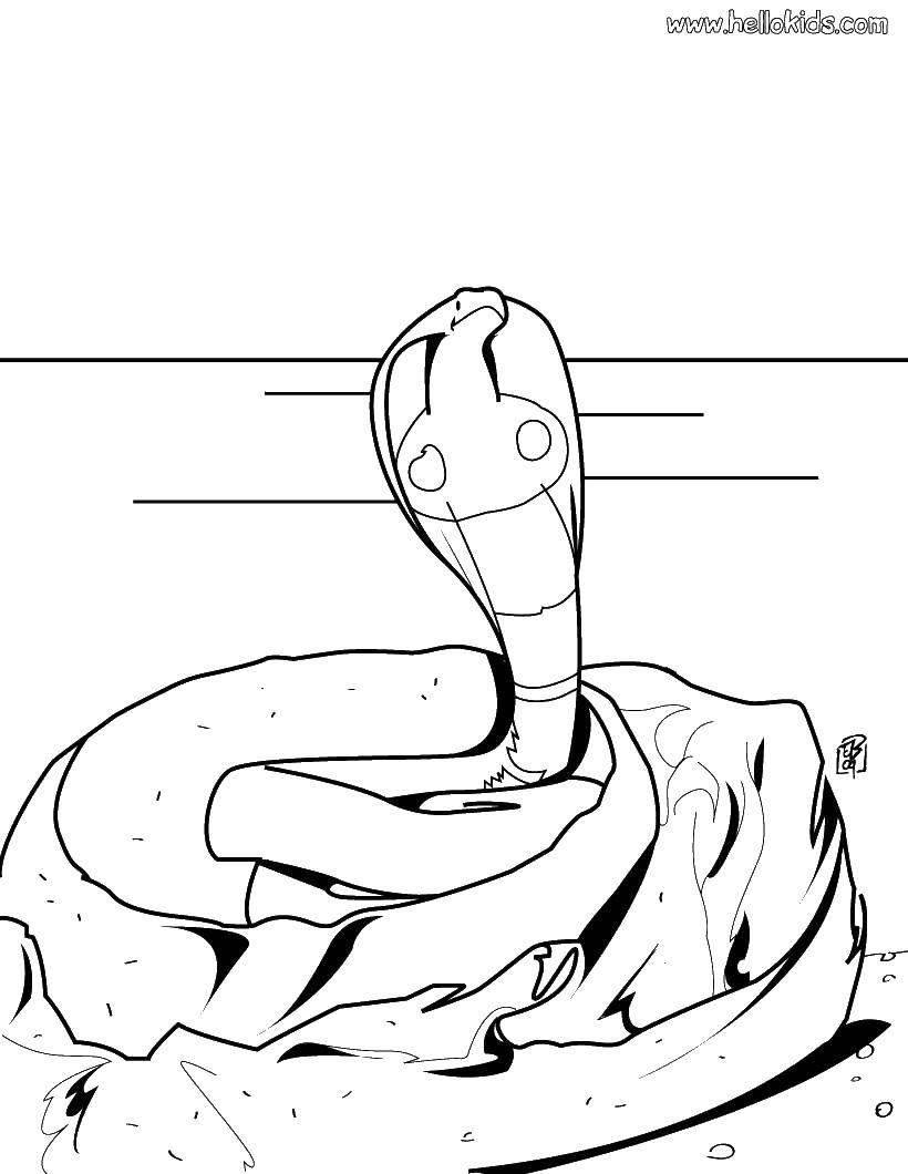 Название: Раскраска Кобра в гнезде. Категория: Змея. Теги: Рептилия, змея.